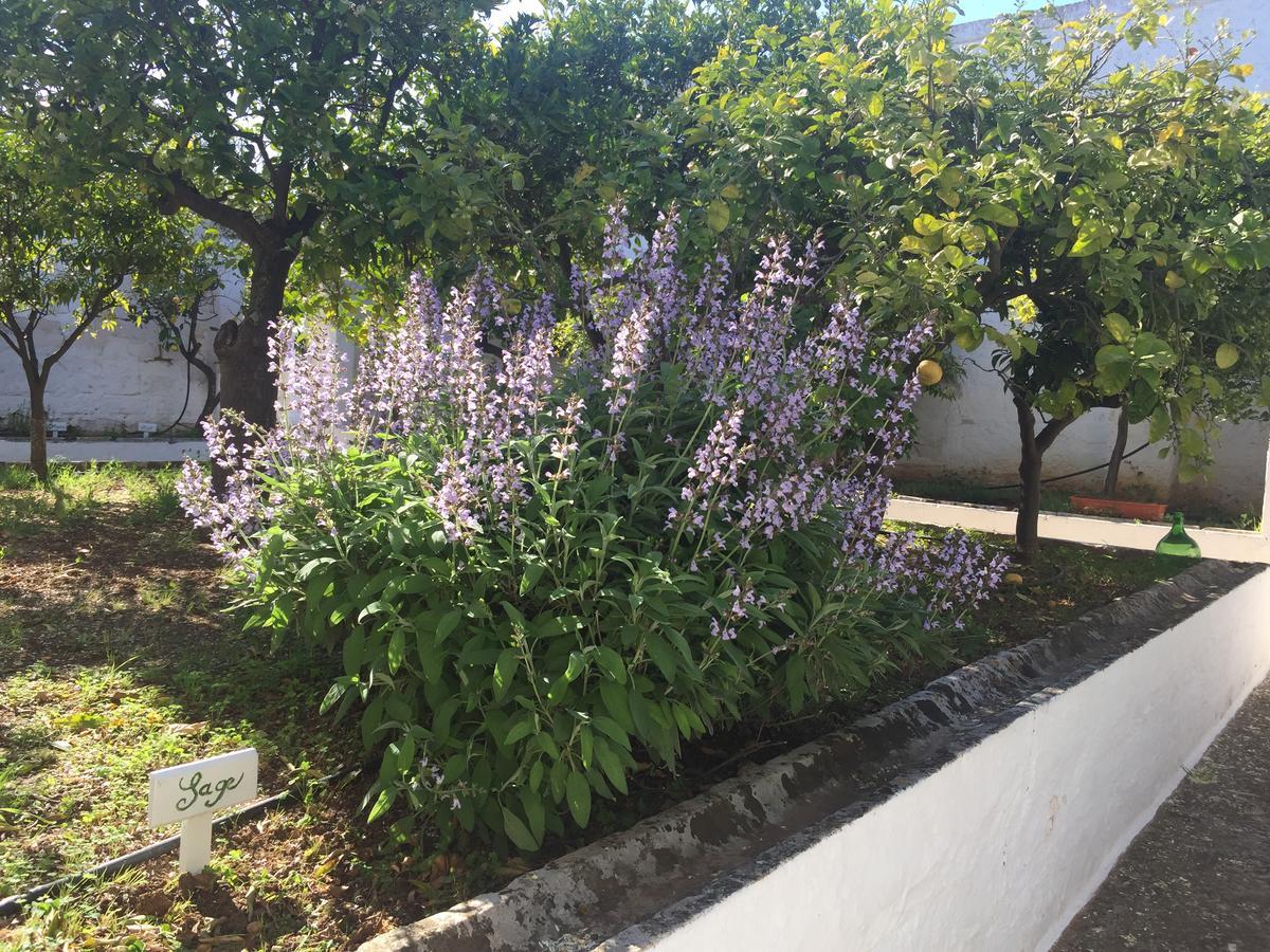 Masseria Rienzo Ostuni Eksteriør billede